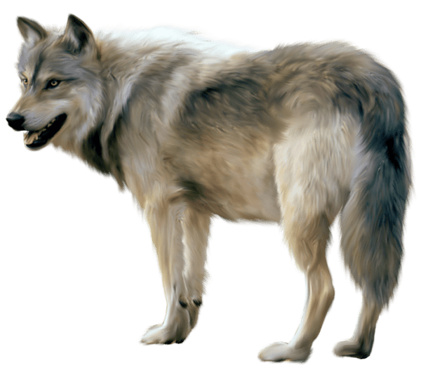 Wolf Png Image Picture Download PNG Image