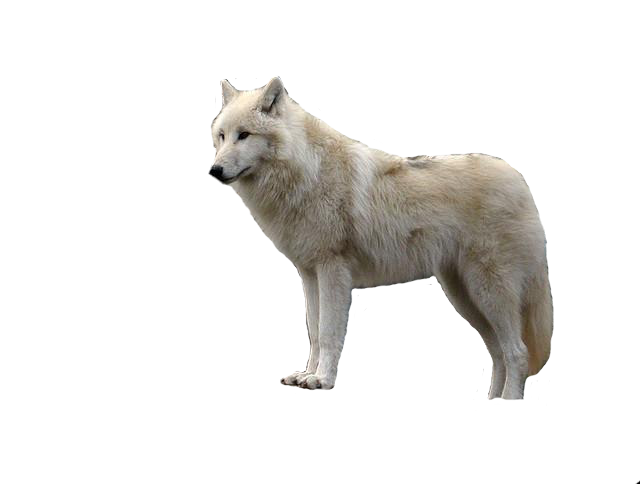 White Wolf With Transparent PNG Image
