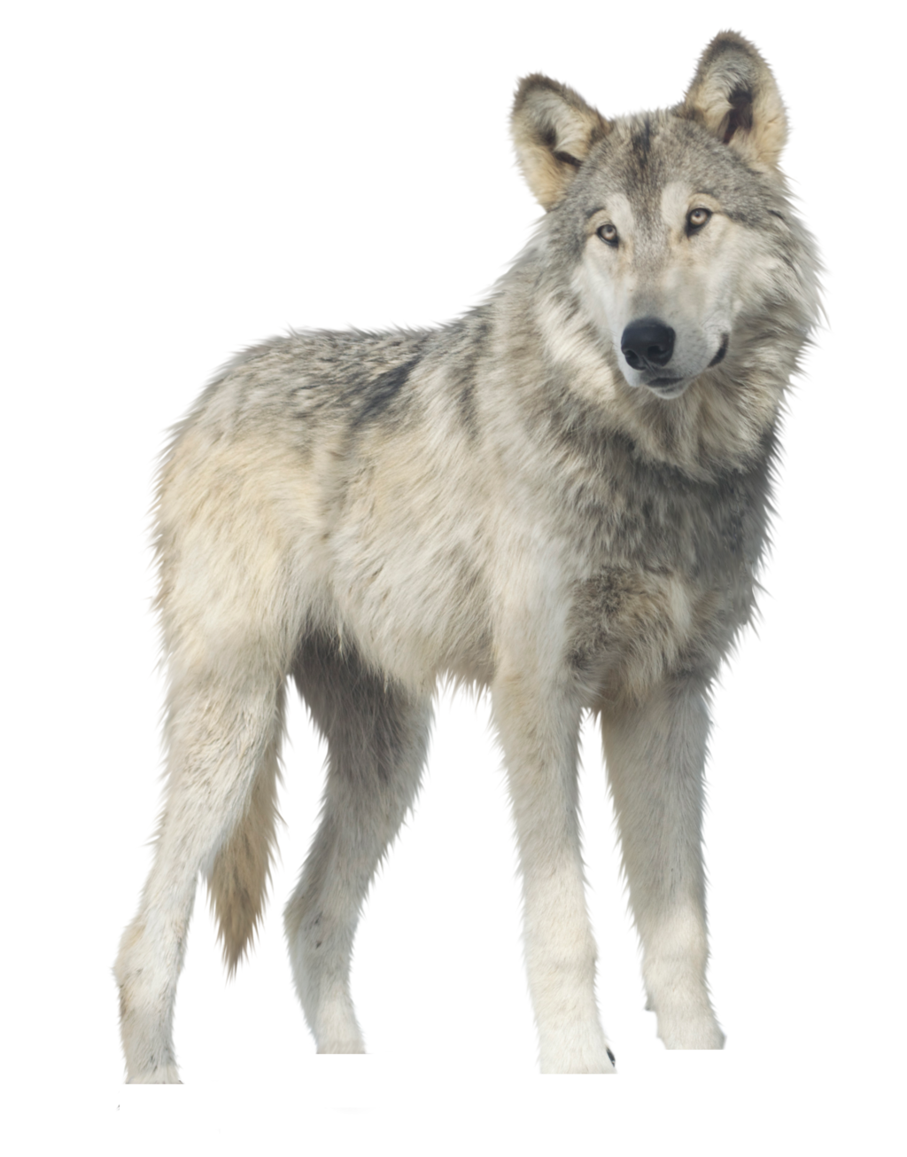 Wolf Png PNG Image
