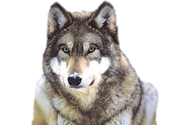 Wolf Transparent PNG Image