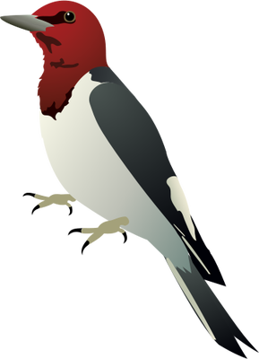 Woodpecker Transparent PNG Image