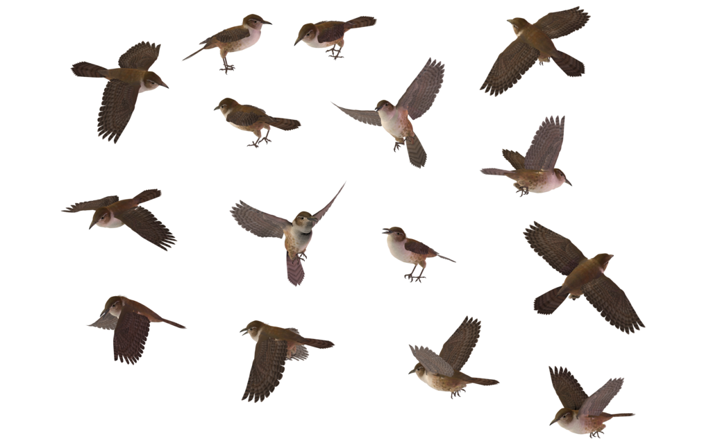 Wren Picture PNG Image