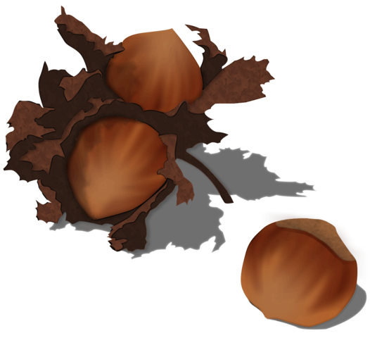 Hazelnut Free Photo PNG Image