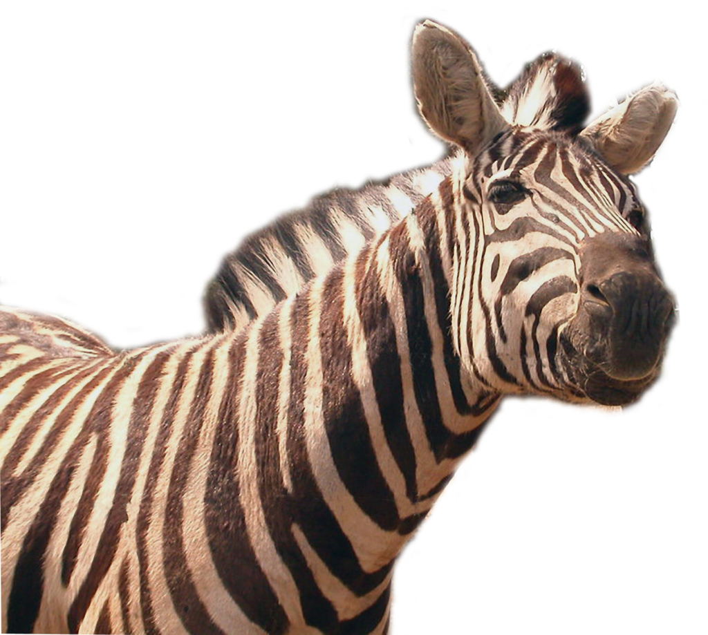 Zebra Transparent Image PNG Image