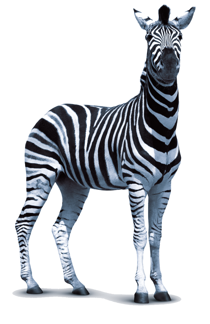 Zebra Png PNG Image