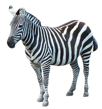 Zebra Png Image PNG Image