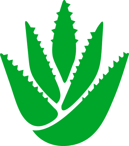 Aloe Vera PNG Image