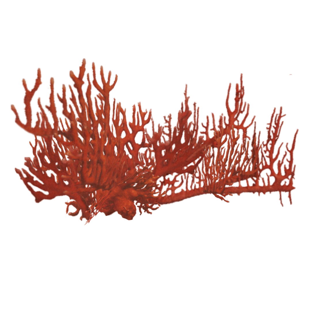 Coral Red PNG File HD PNG Image