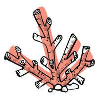 Coral Red PNG Free Photo