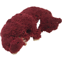 Photos Coral Red Free Clipart HD