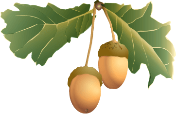 Acorn Png Image Acorns PNG Image