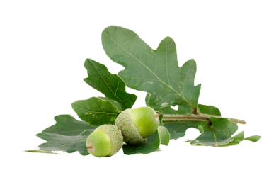 Acorn Png Image Acorns PNG Image