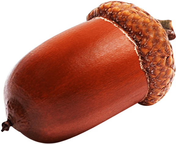 Acorn Free Download PNG HQ PNG Image