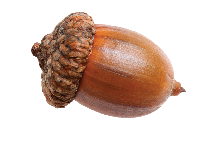 Acorn Png 2 PNG Image