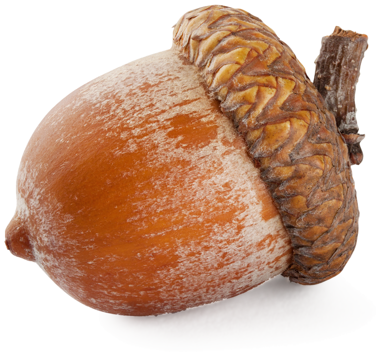 Acorn Png 3 PNG Image