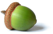 Acorn Png Image Acorns PNG Image