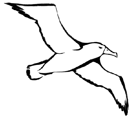 Albatross File PNG Image