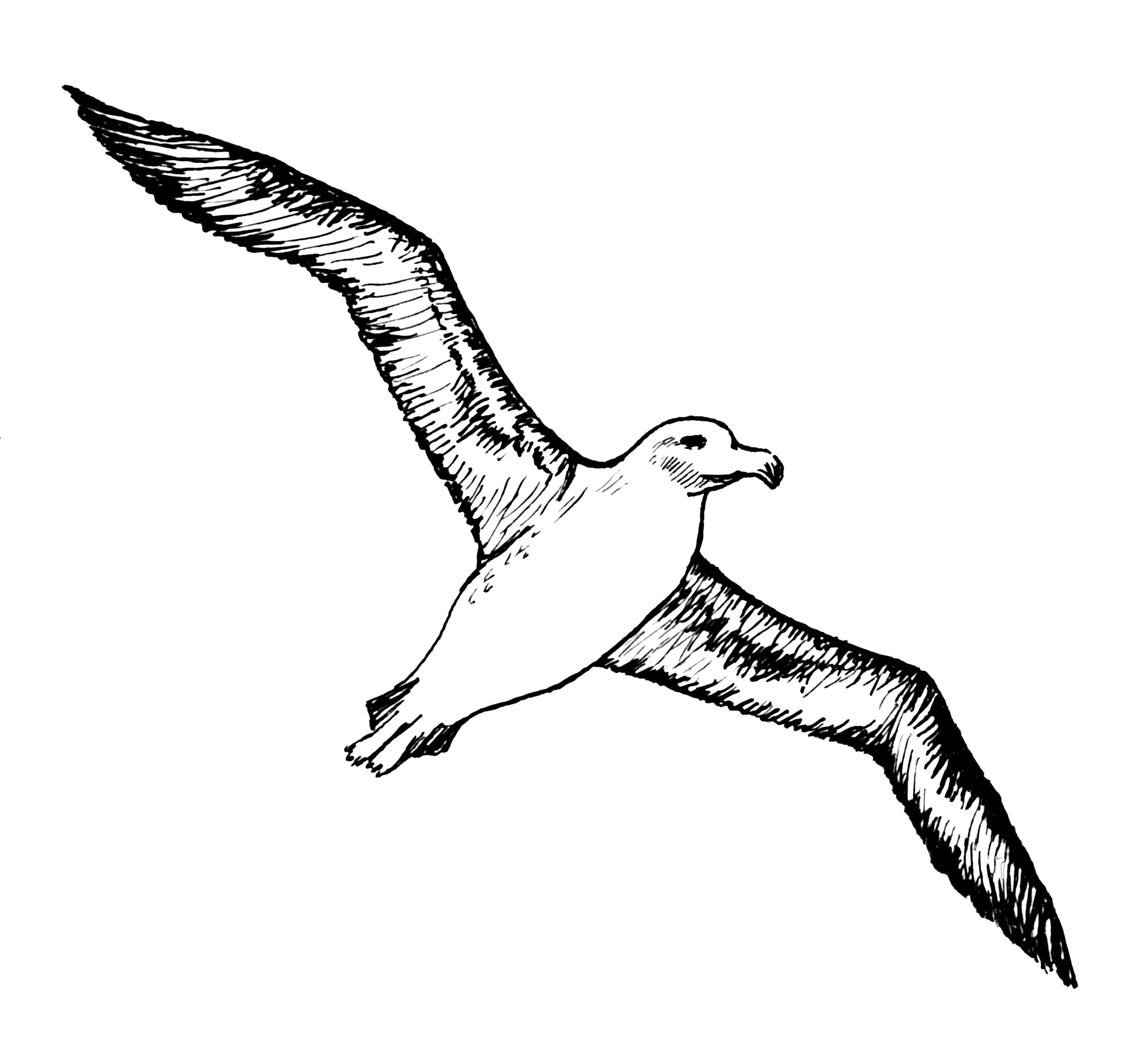 Albatross Image PNG Image