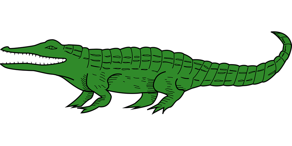 Alligator Vector HQ Image Free PNG Image