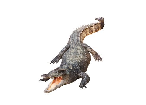Alligator File PNG Image