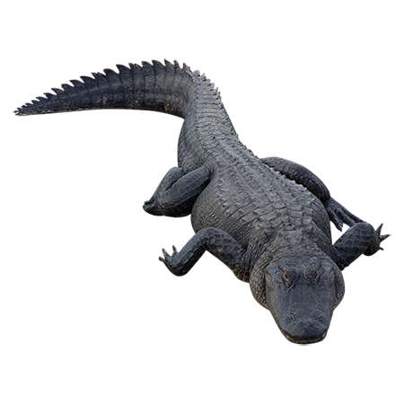 Alligator Free Download PNG Image