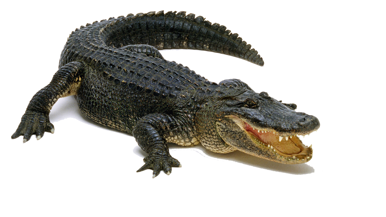 Alligator PNG Image