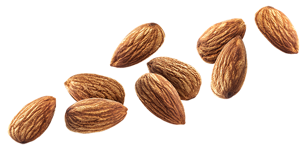 Nut Almond Download HQ PNG Image