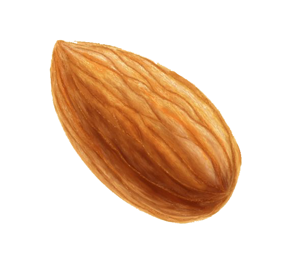 Nut Almond PNG Image High Quality PNG Image