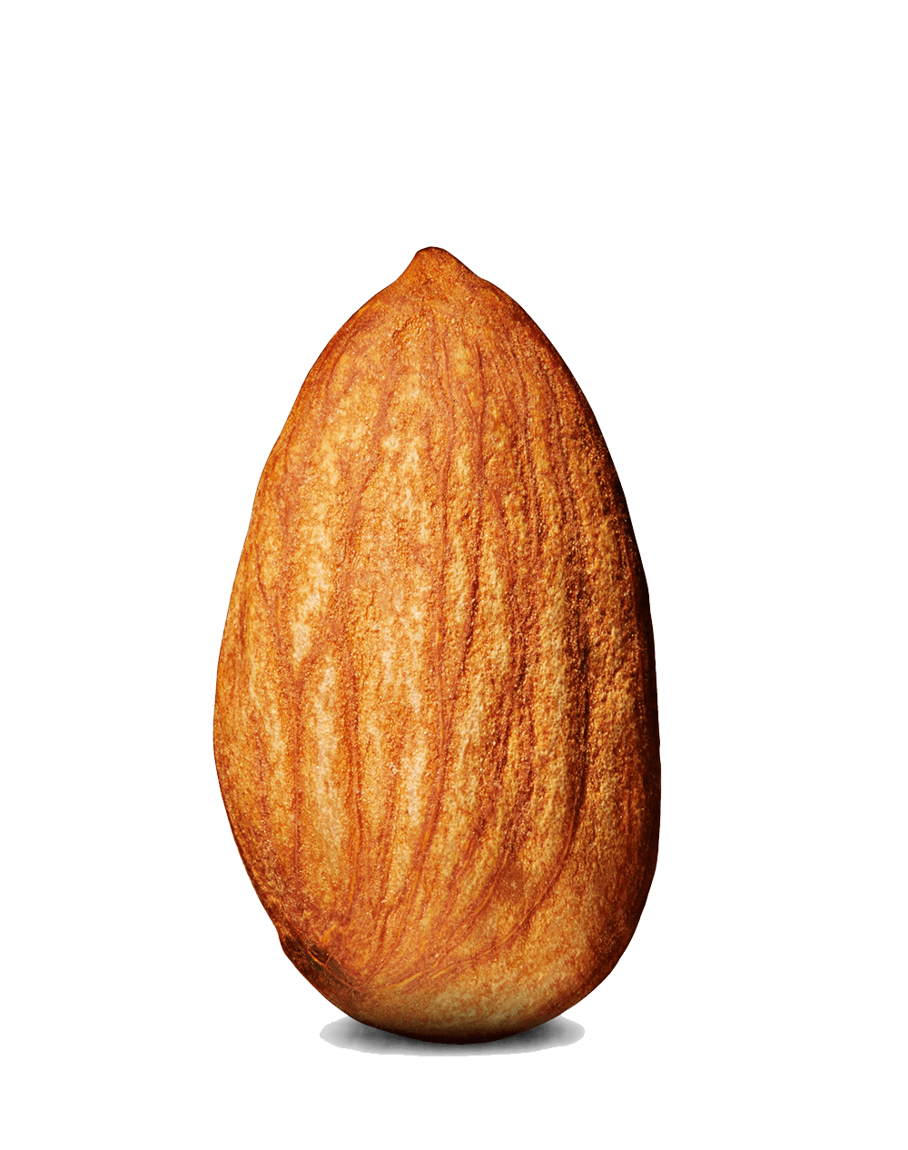 Photos Nut Almond Download HD PNG Image