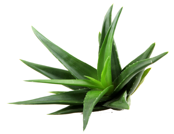 Aloe Clipart PNG Image