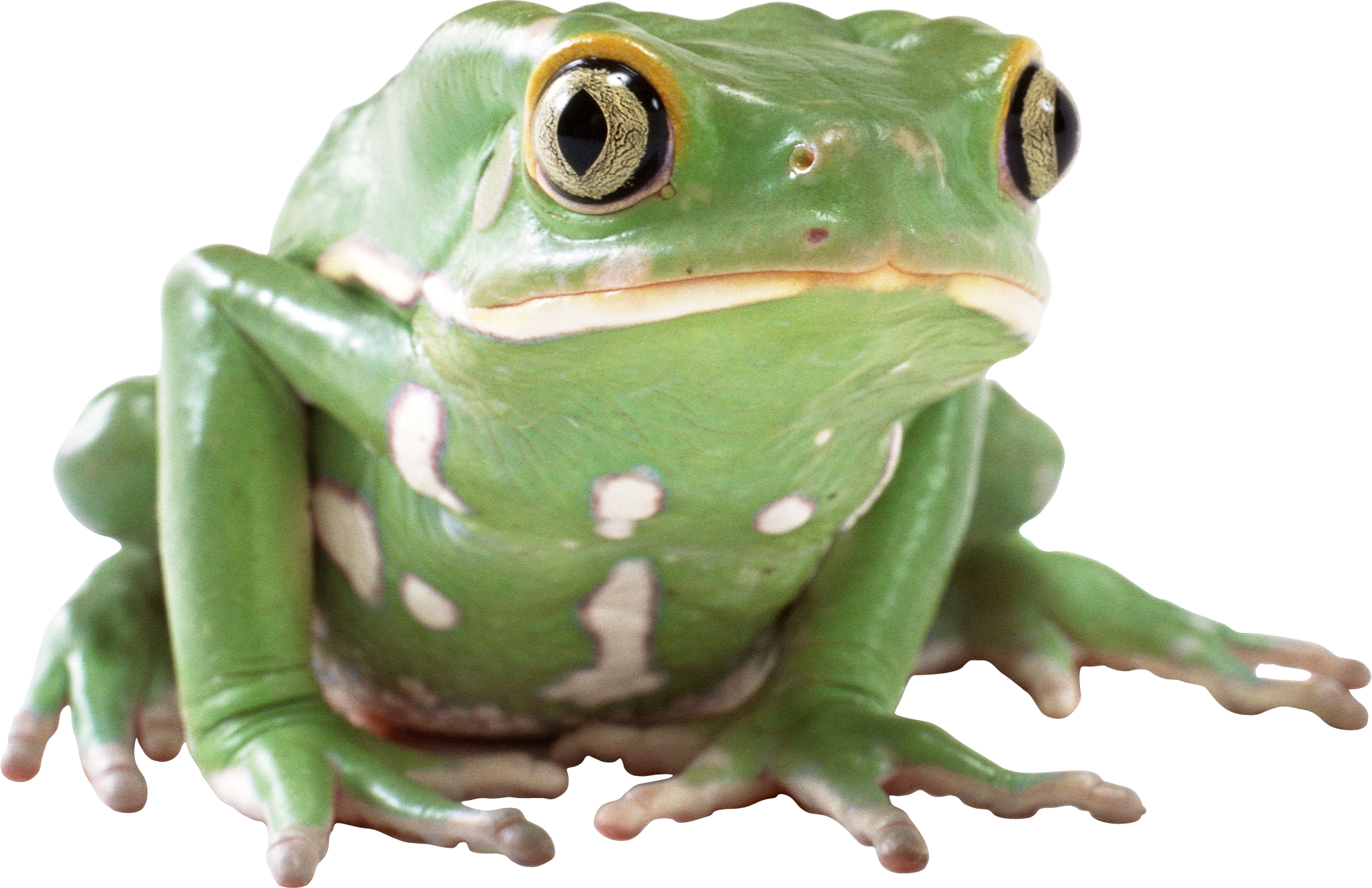 Amphibian Transparent Background PNG Image