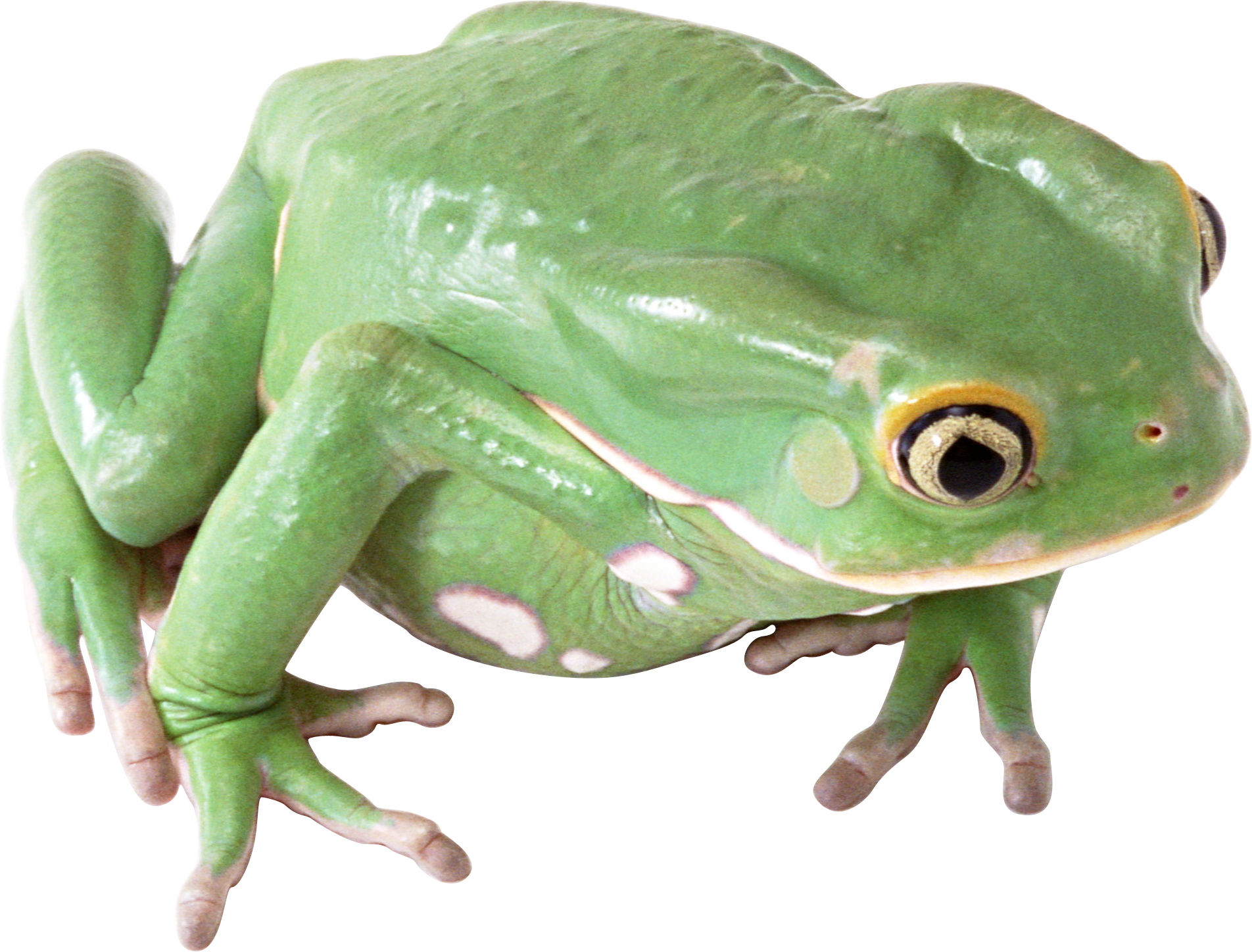 Amphibian Transparent Image PNG Image