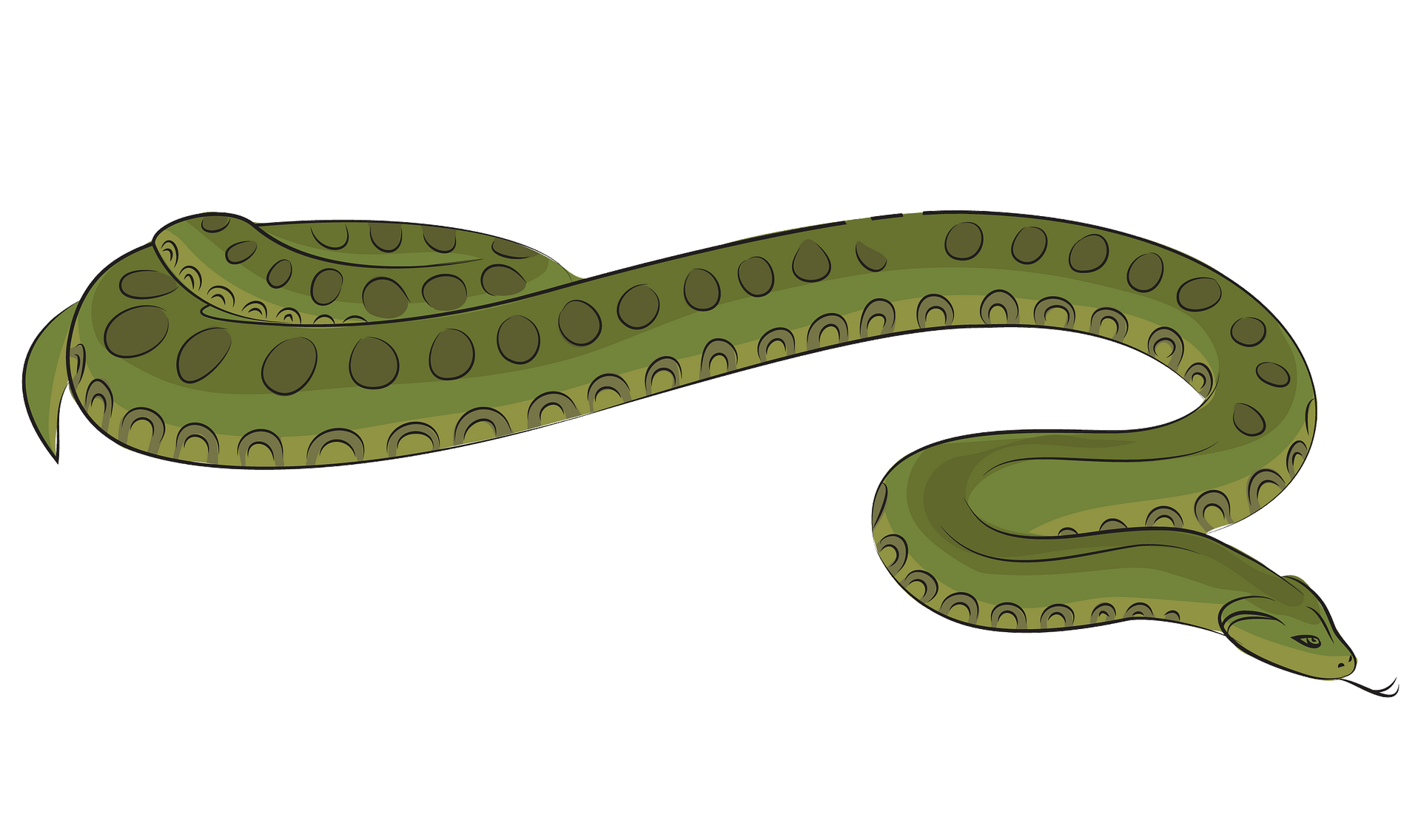 Picture Green Anaconda PNG Download Free PNG Image