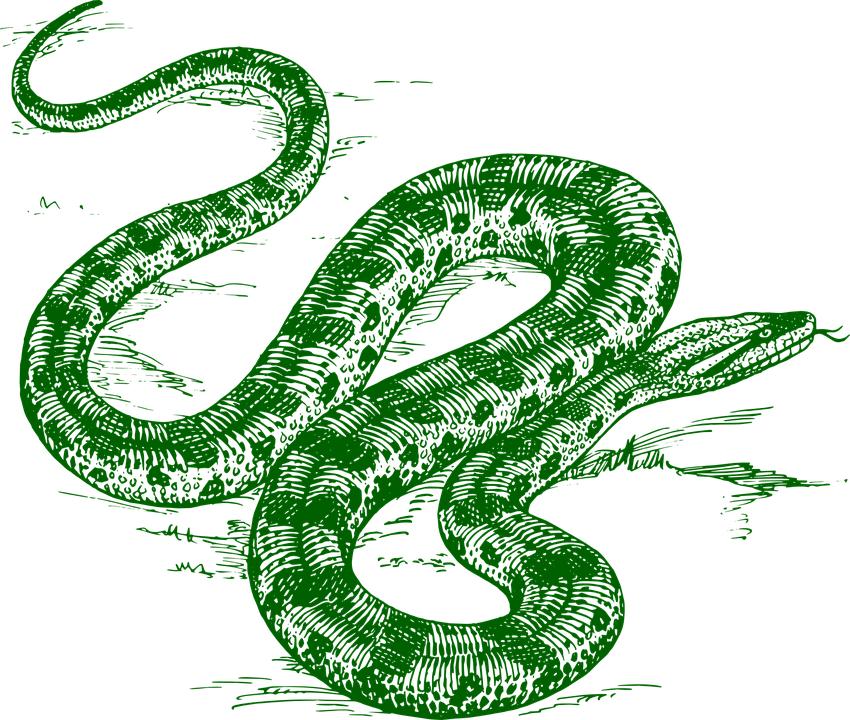 Pic Green Anaconda PNG Free Photo PNG Image