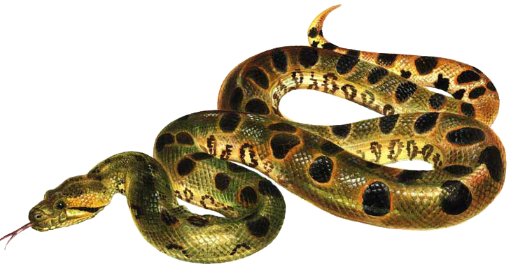 Green Anaconda PNG Download Free PNG Image
