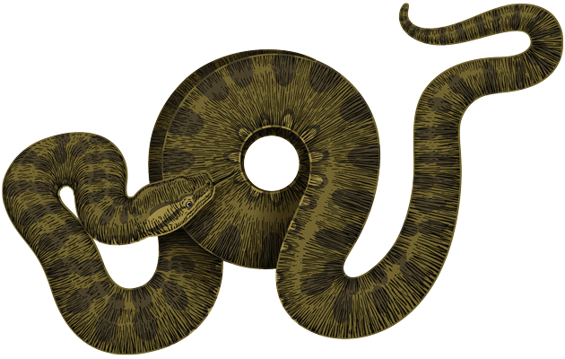 Anaconda Png PNG Image