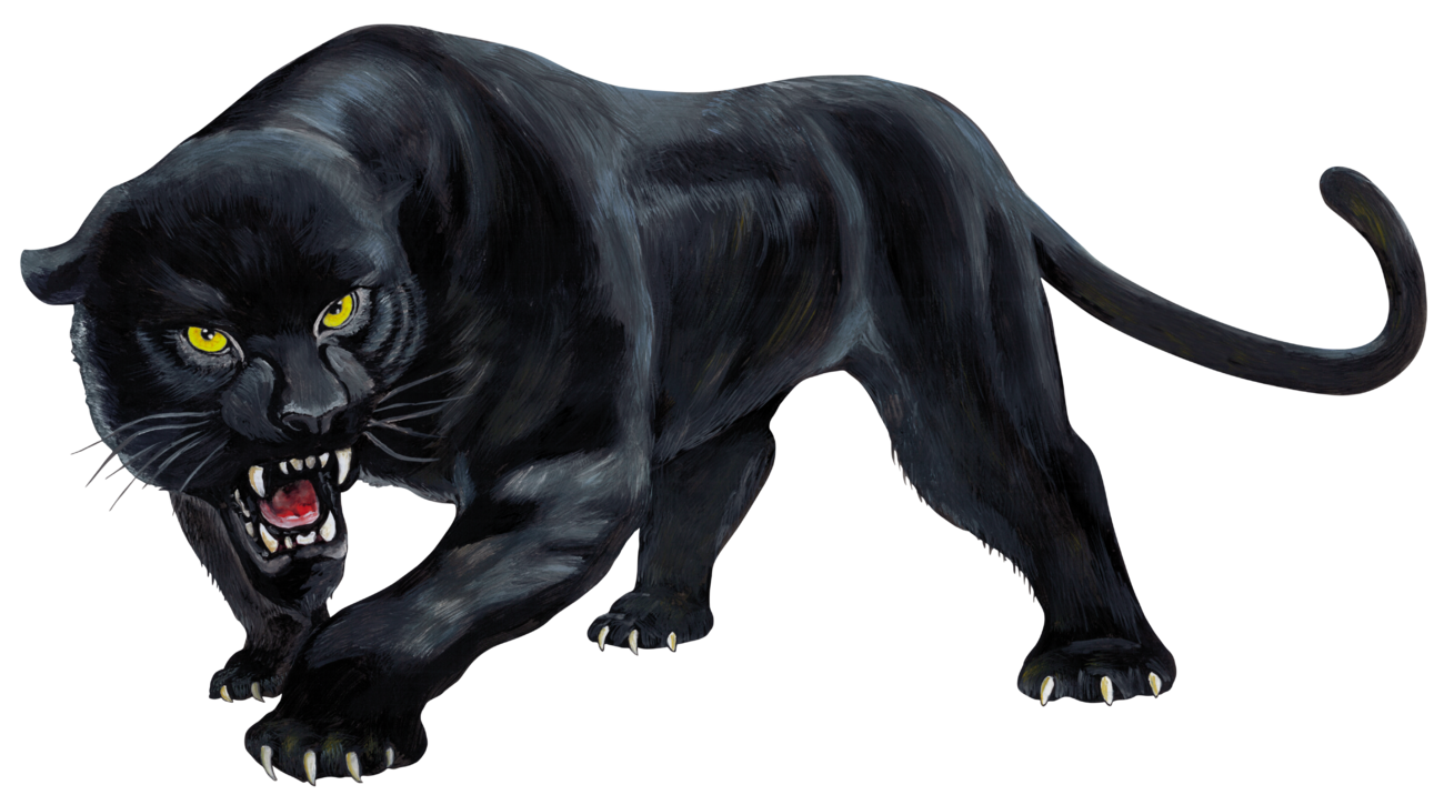 Real Simulator Panthera Panther Black Cub Wild PNG Image