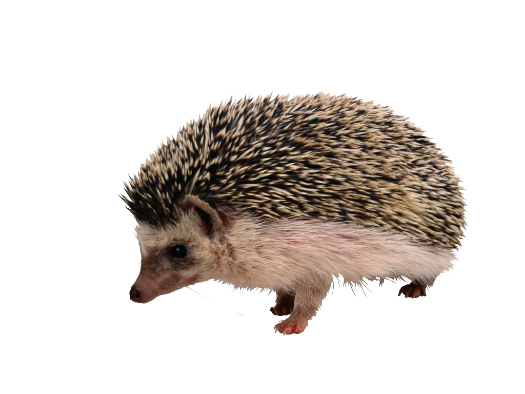 Porcupine Fur Fox The European Hedgehog PNG Image