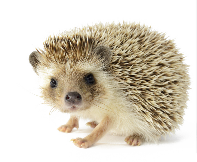 Porcupine North Four Toed African Fur Hedgehog PNG Image