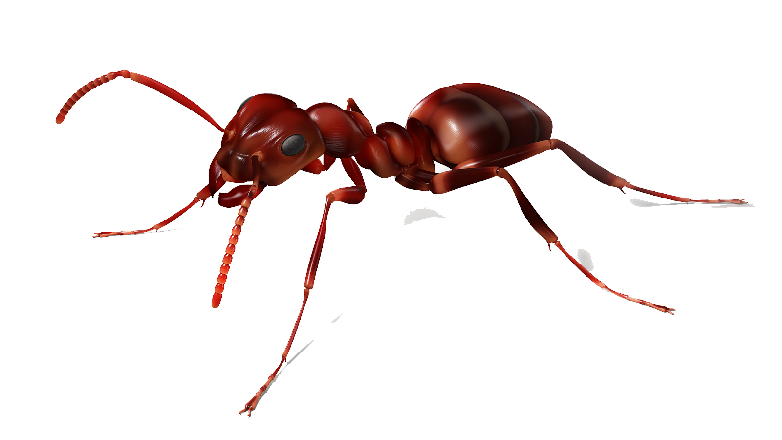 Ant Png Image PNG Image