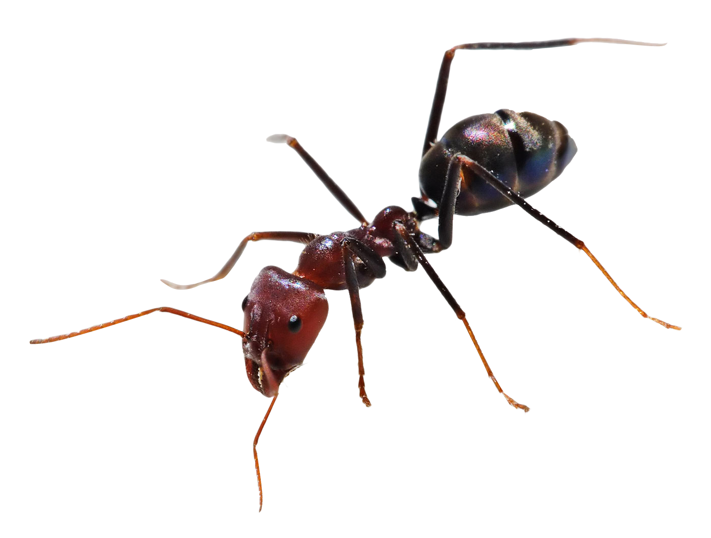 Ant Free Transparent Image HQ PNG Image