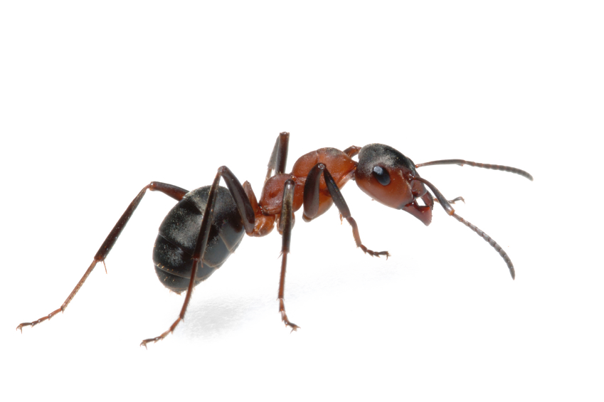 Ant Pic HQ Image Free PNG Image