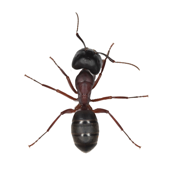 Ant Picture Free PNG HQ PNG Image