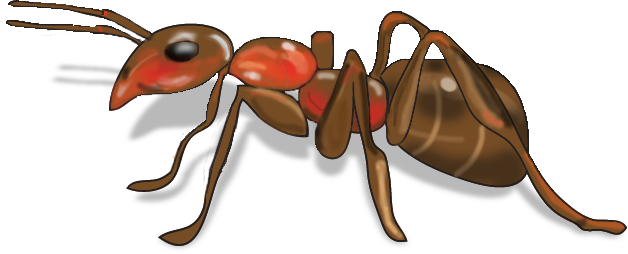 Ant Red HD Image Free PNG Image