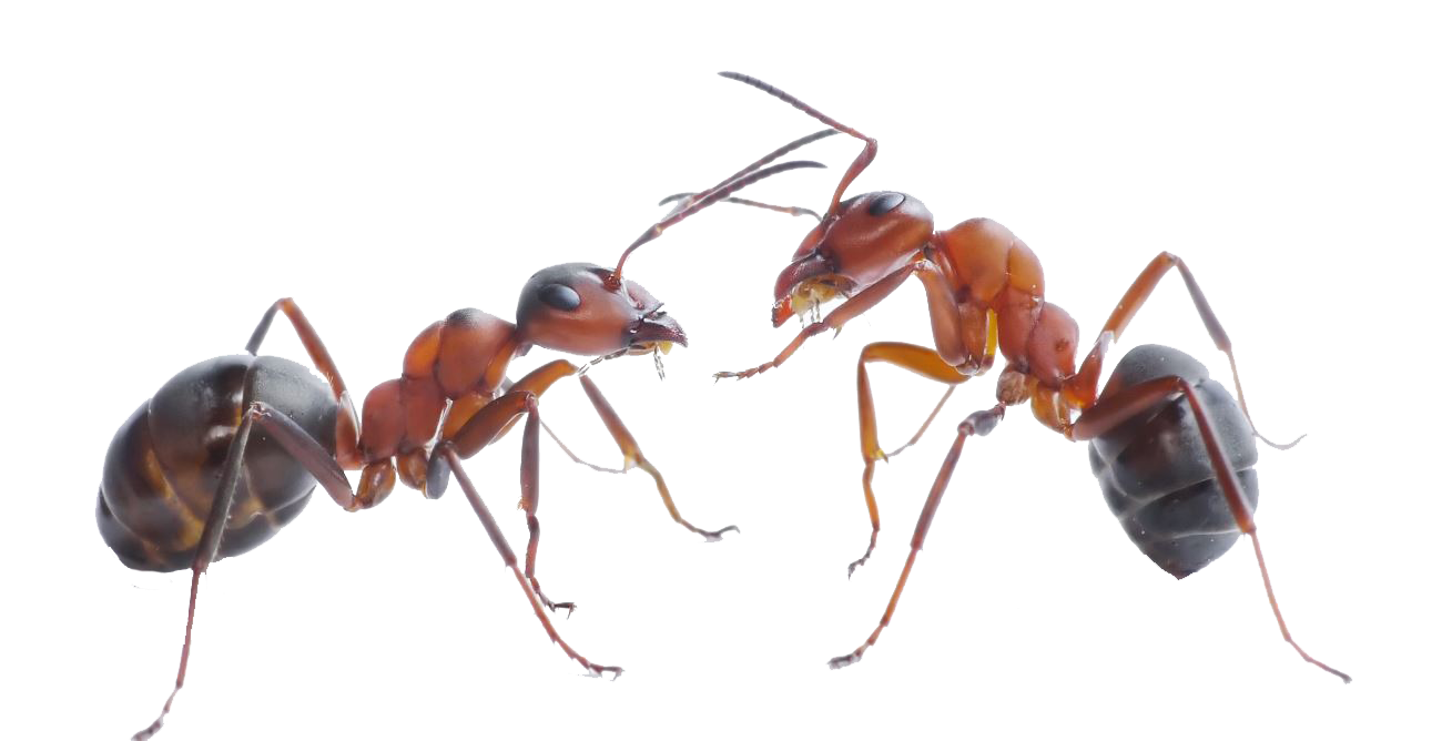 Ant Red Download Free Image PNG Image