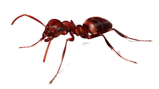 Ant Red Free HD Image PNG Image
