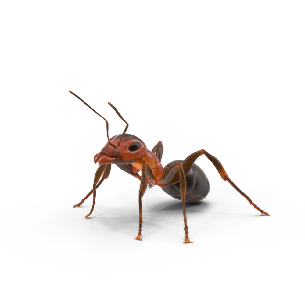 Ant Red HD Image Free PNG Image