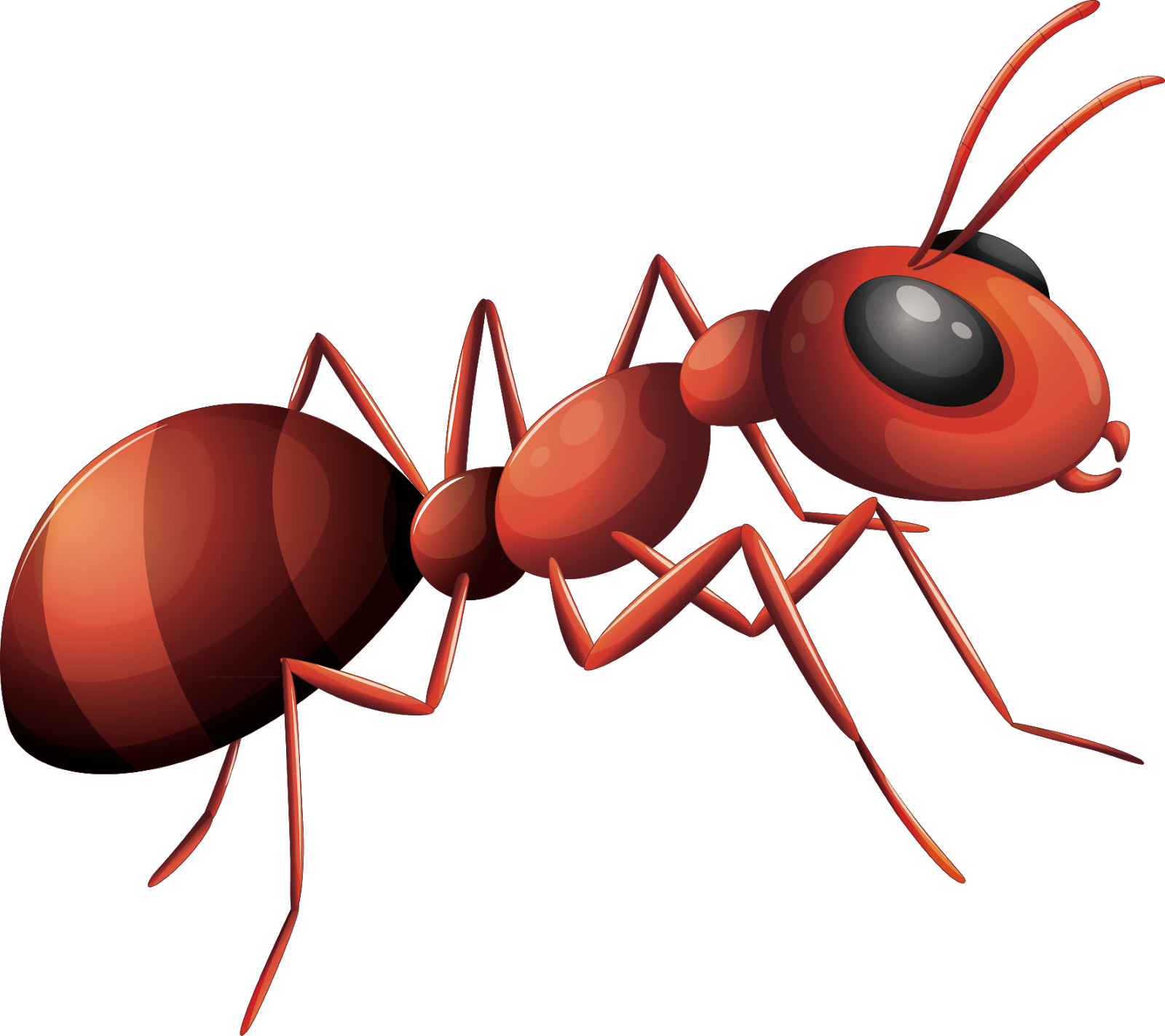 Ant Vector HQ Image Free PNG Image