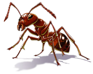 Ant Free Download Png PNG Image