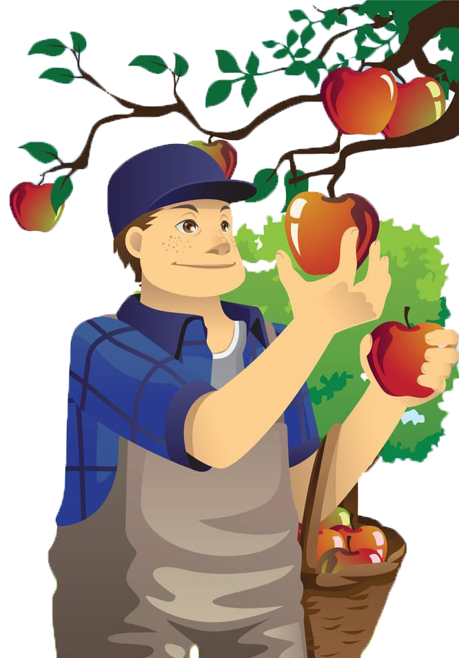 Apple Orchard Of Village Fruit Uncle Apples PNG Image